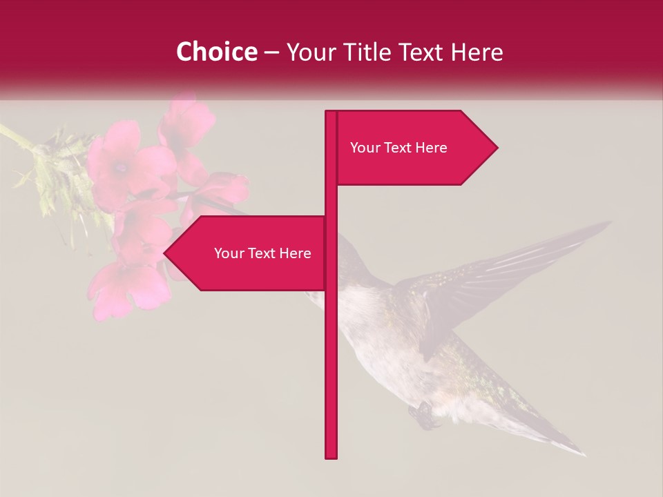 Archilochus Humming Hummingbird PowerPoint Template