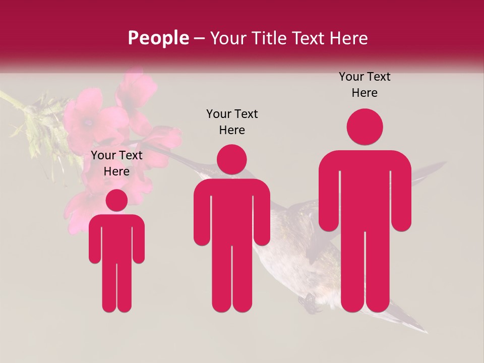 Archilochus Humming Hummingbird PowerPoint Template