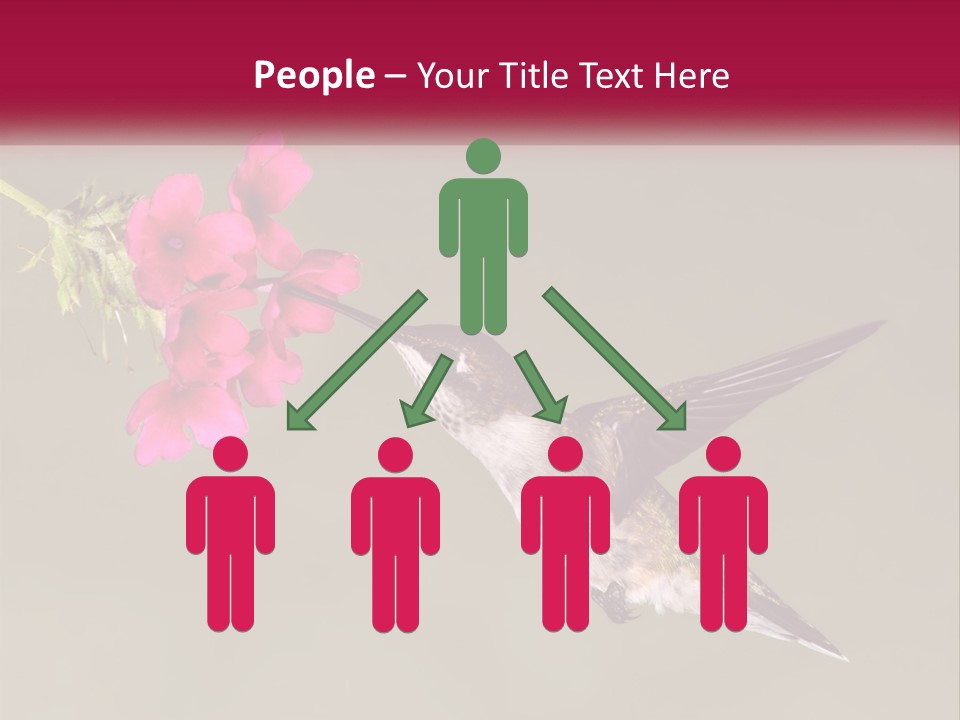 Archilochus Humming Hummingbird PowerPoint Template