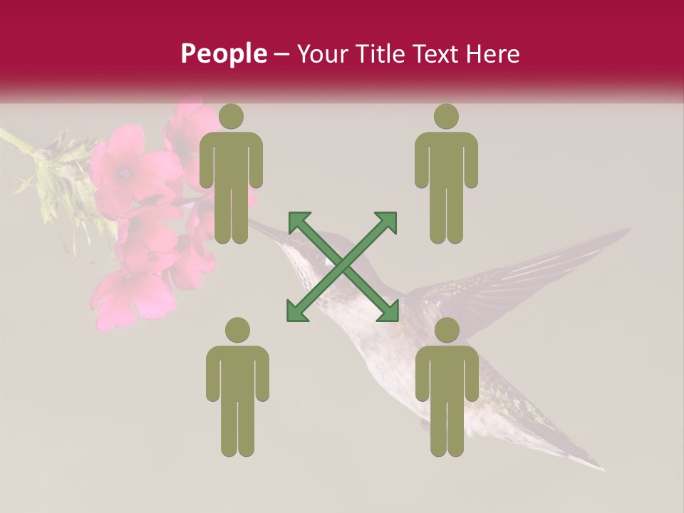 Archilochus Humming Hummingbird PowerPoint Template