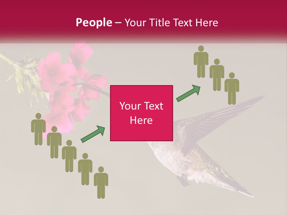 Archilochus Humming Hummingbird PowerPoint Template