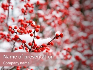 Beautiful Covered Snow PowerPoint Template
