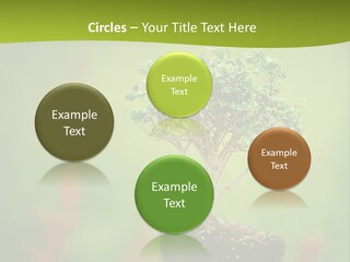 Beauty Japan Mesh PowerPoint Template