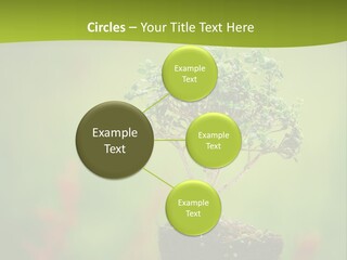 Beauty Japan Mesh PowerPoint Template