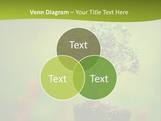 Beauty Japan Mesh PowerPoint Template