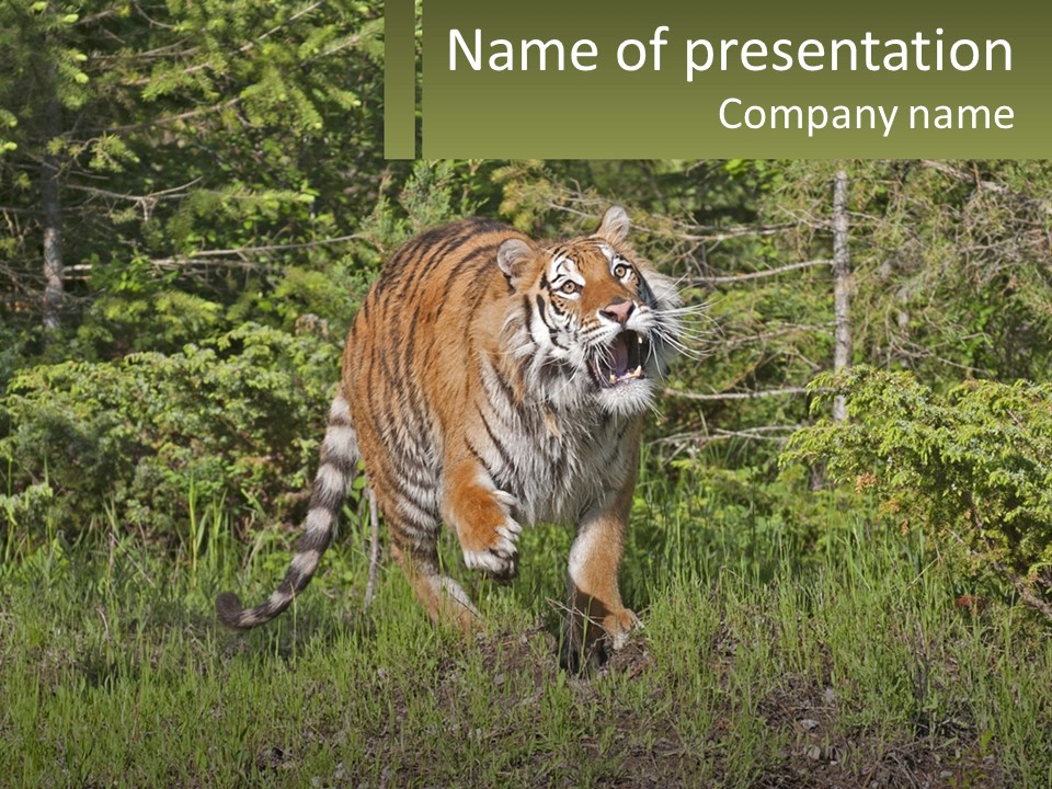 Profile Hungry Jungle PowerPoint Template