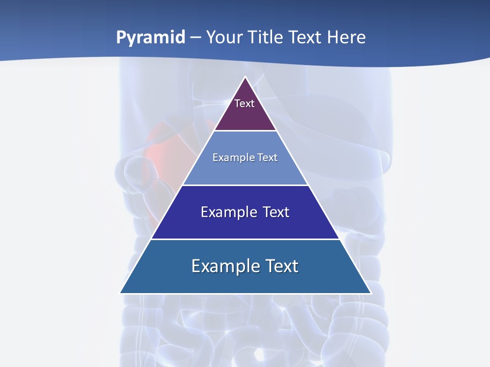 Stomach Body Internal PowerPoint Template