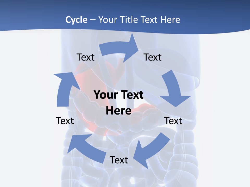 Stomach Body Internal PowerPoint Template
