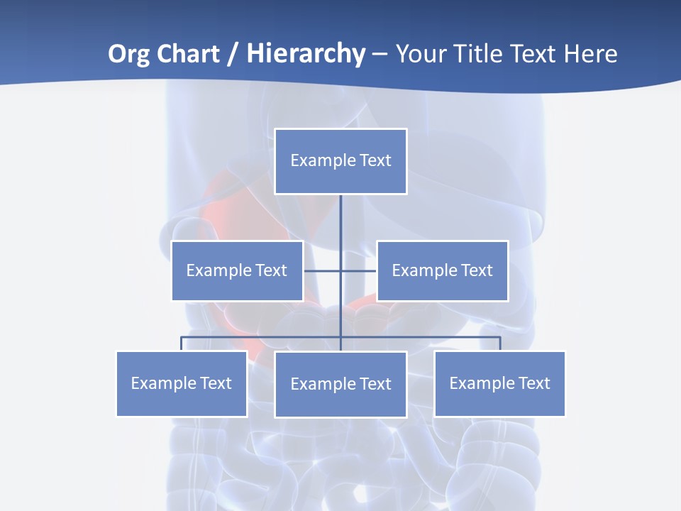 Stomach Body Internal PowerPoint Template