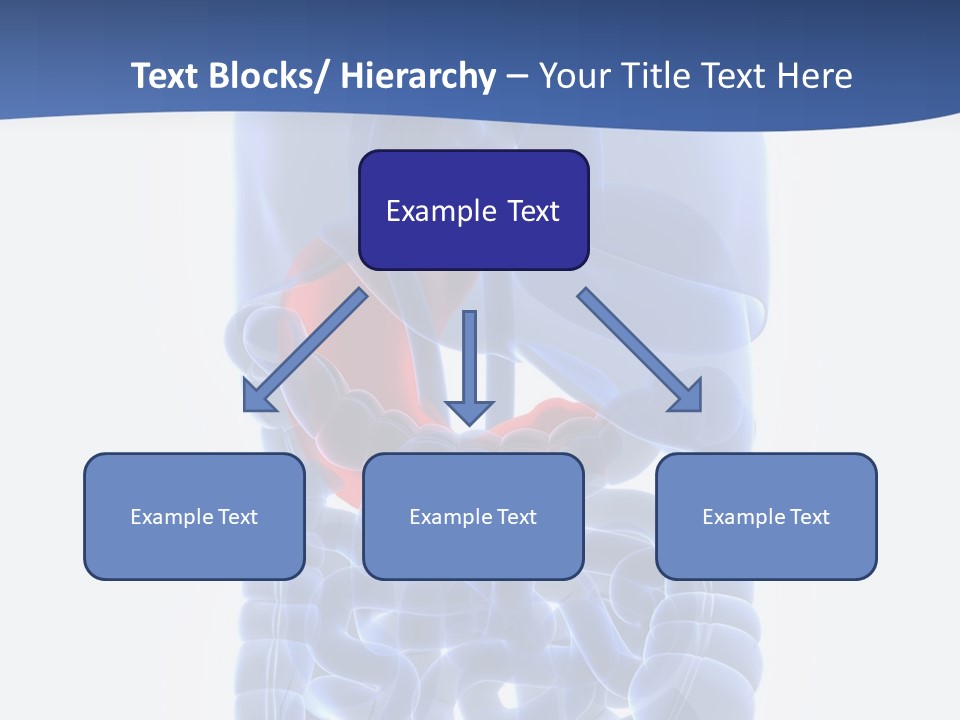 Stomach Body Internal PowerPoint Template