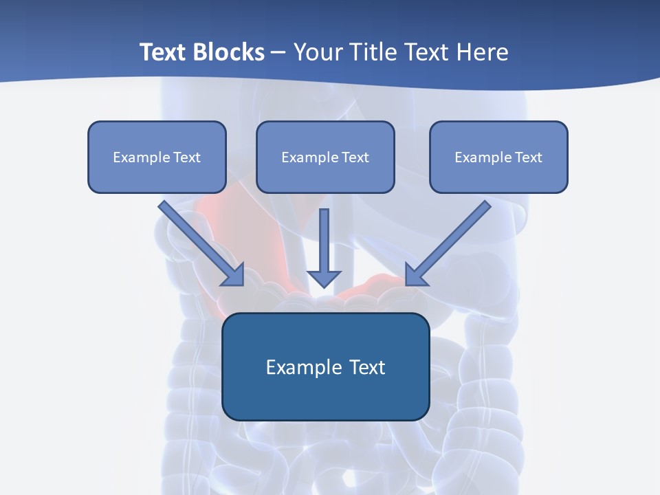 Stomach Body Internal PowerPoint Template