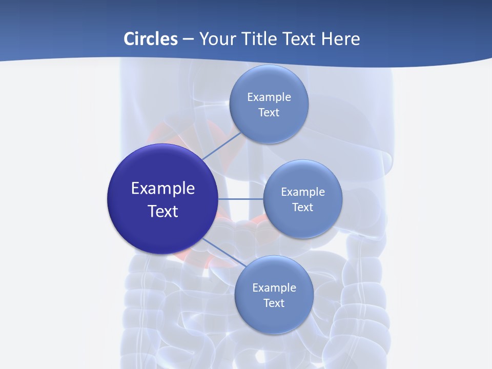 Stomach Body Internal PowerPoint Template