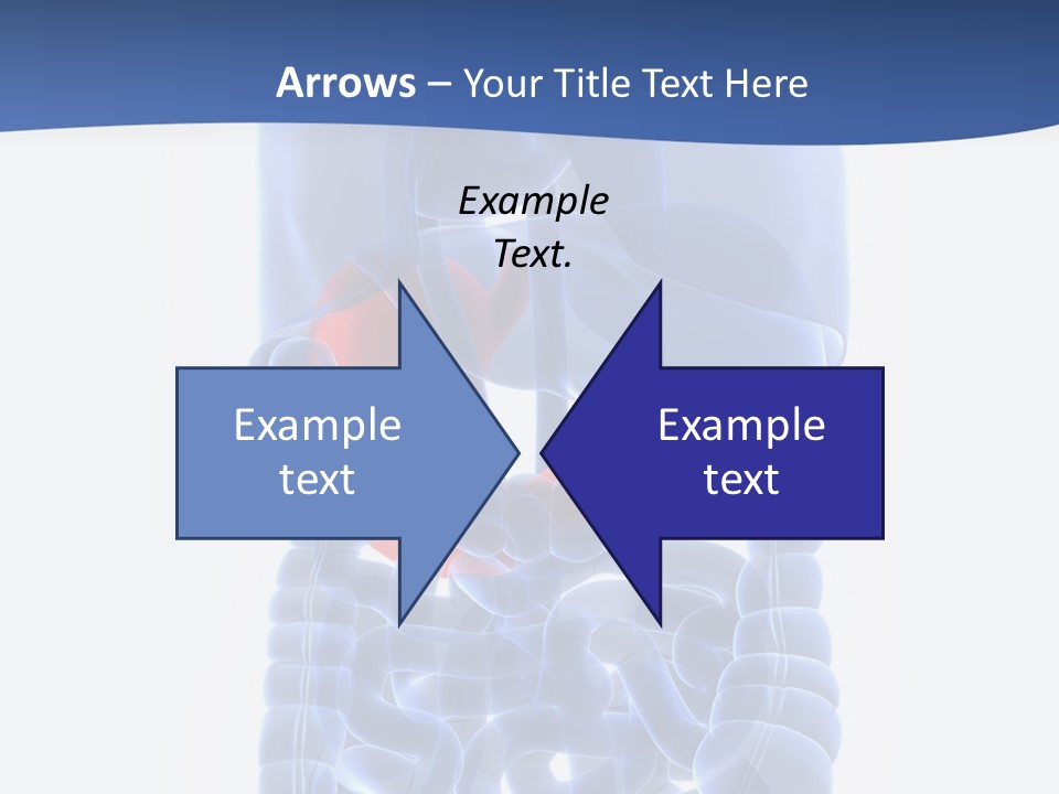 Stomach Body Internal PowerPoint Template