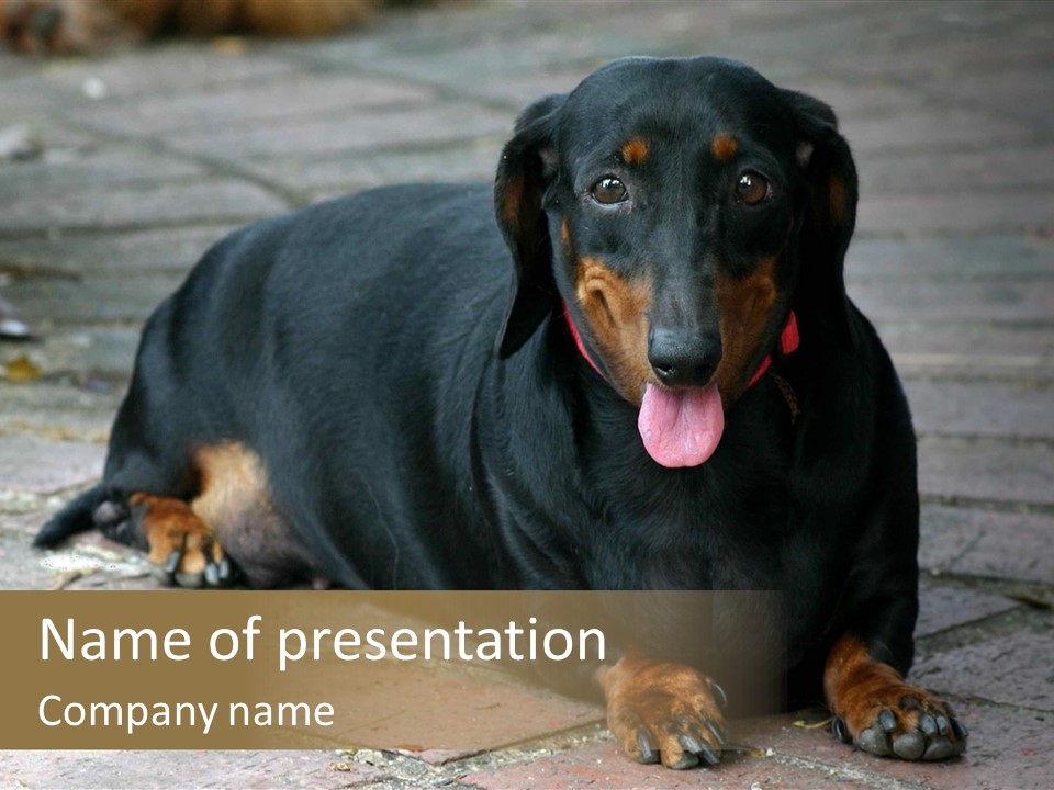 Lying Goodnatured Dog PowerPoint Template