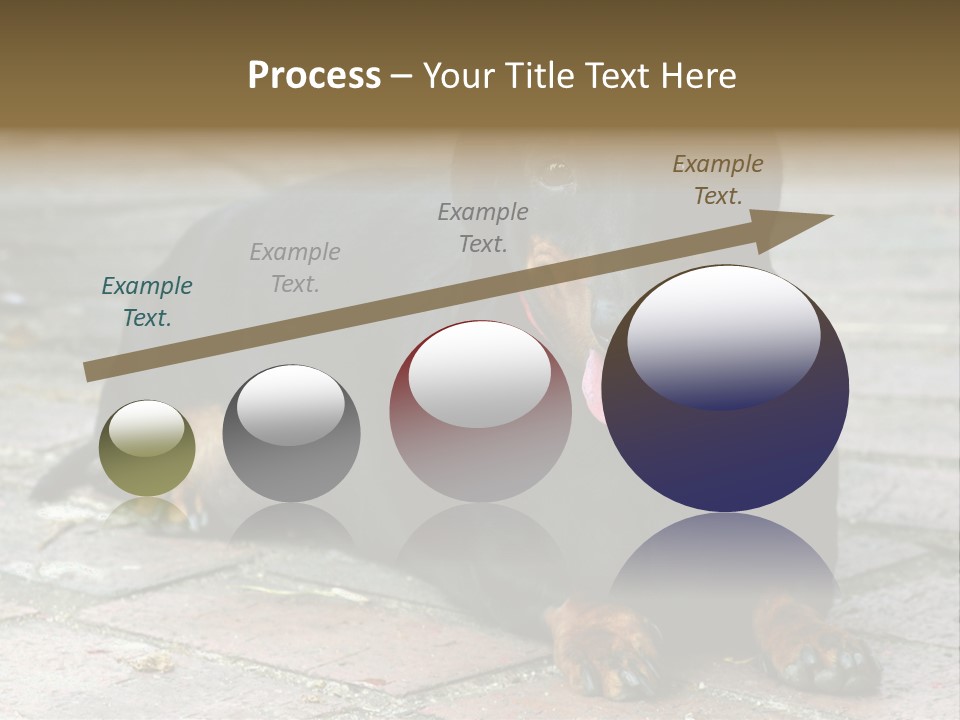 Lying Goodnatured Dog PowerPoint Template