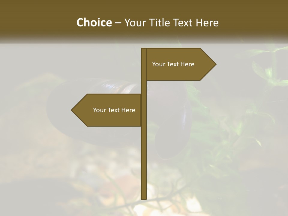 Paddle Scale Green PowerPoint Template