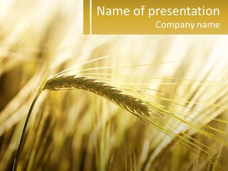 Straw Gold Meadow PowerPoint Template