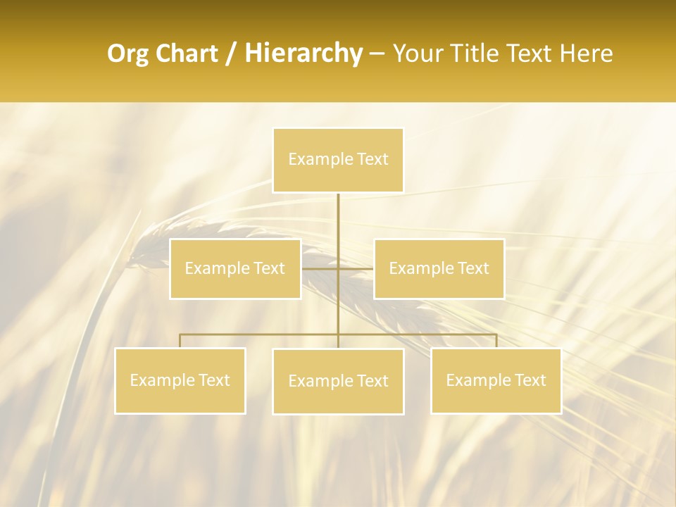 Straw Gold Meadow PowerPoint Template