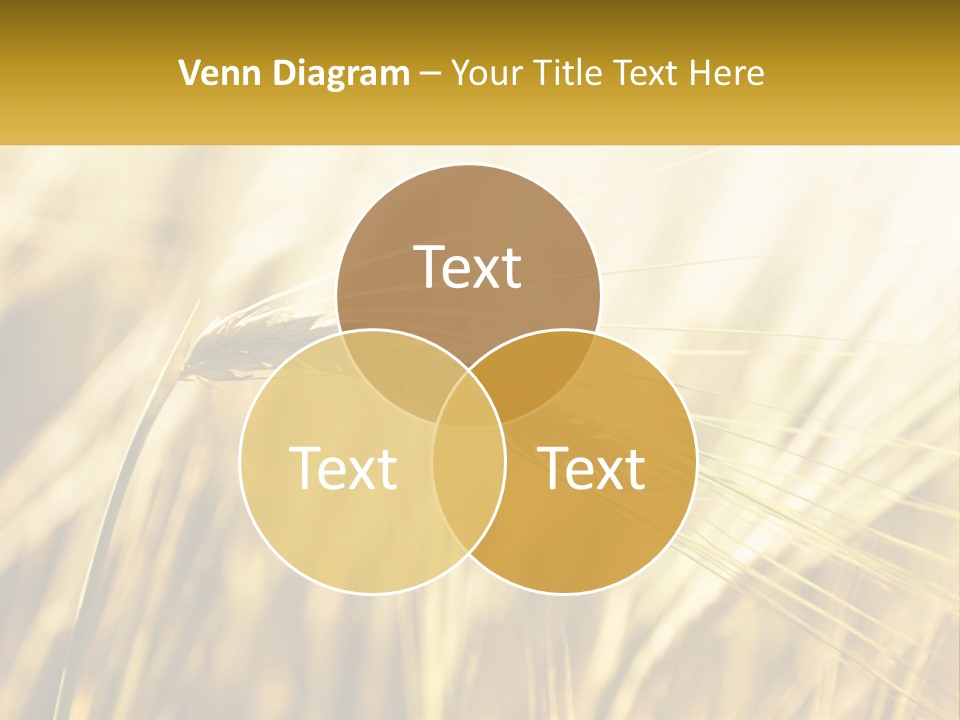 Straw Gold Meadow PowerPoint Template