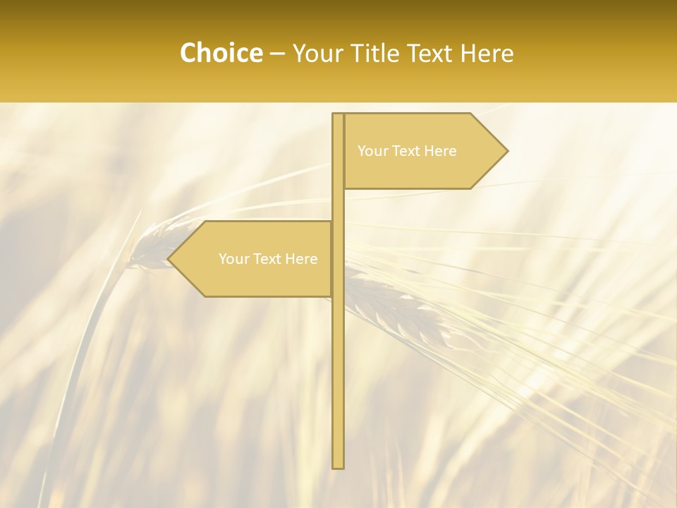Straw Gold Meadow PowerPoint Template