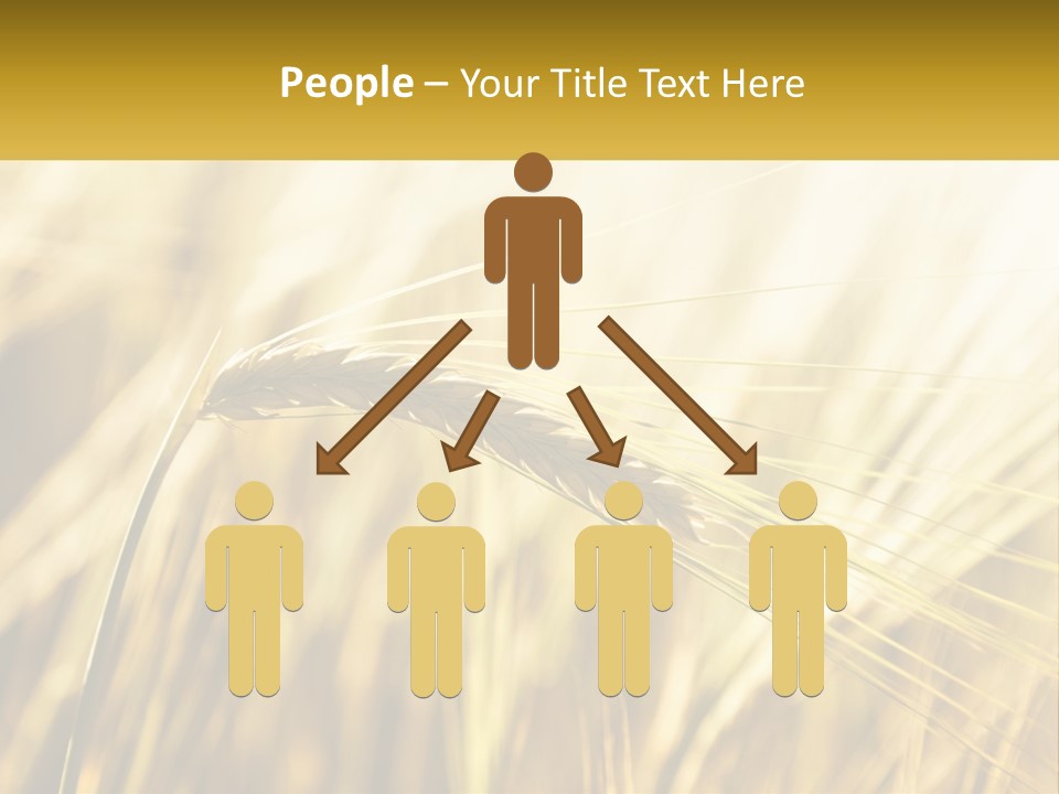 Straw Gold Meadow PowerPoint Template