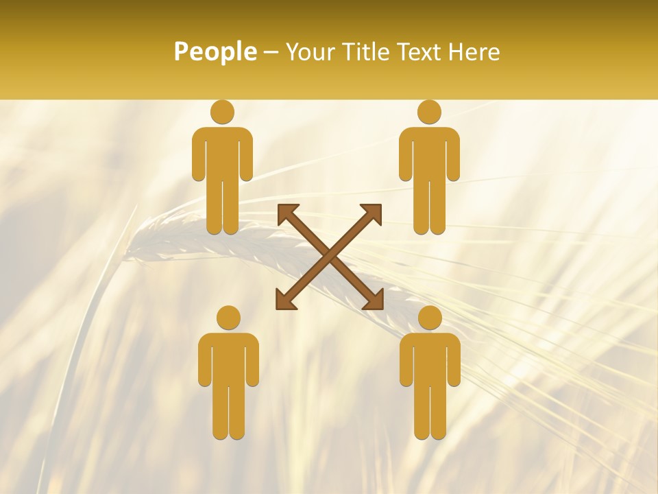 Straw Gold Meadow PowerPoint Template