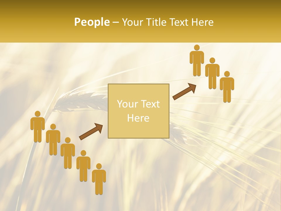 Straw Gold Meadow PowerPoint Template
