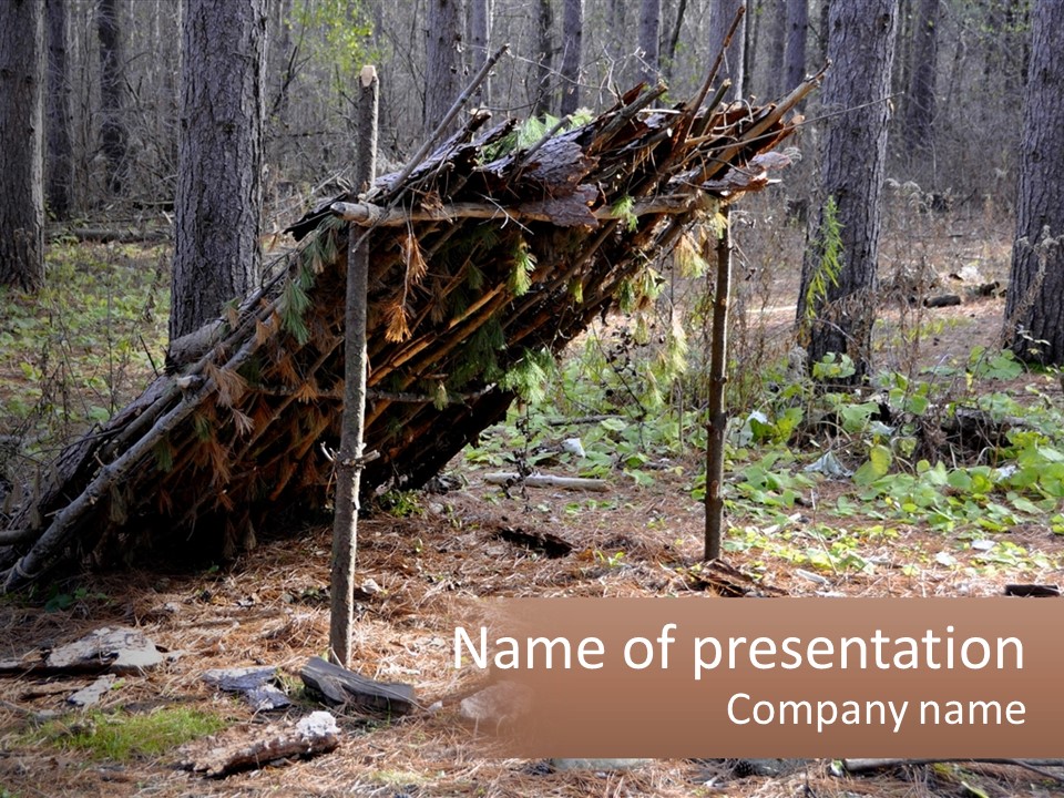Branch Evergreen Bush PowerPoint Template