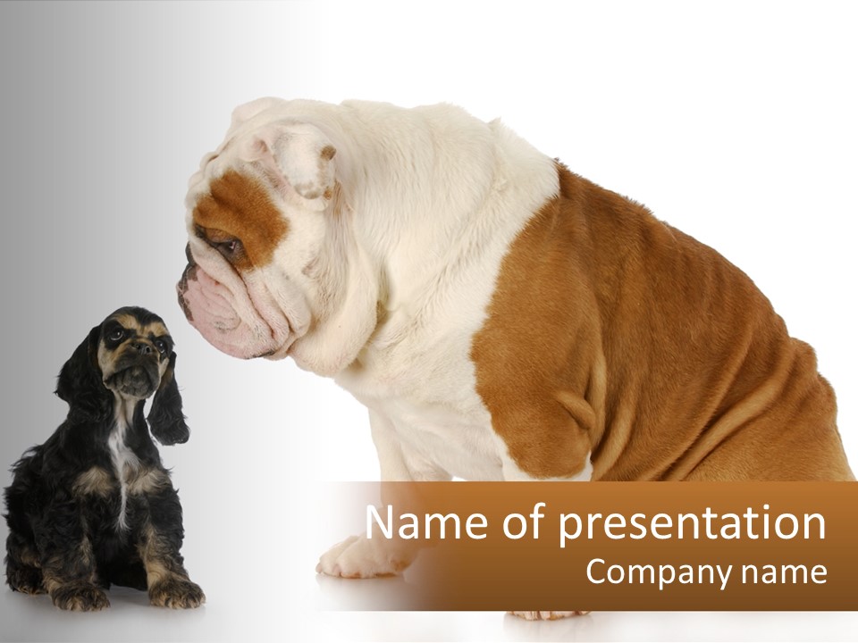 Face English Puppy PowerPoint Template