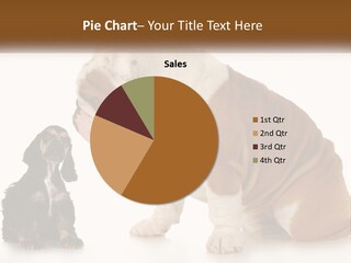Face English Puppy PowerPoint Template