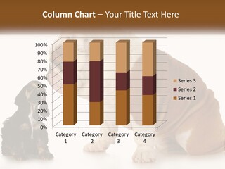 Face English Puppy PowerPoint Template