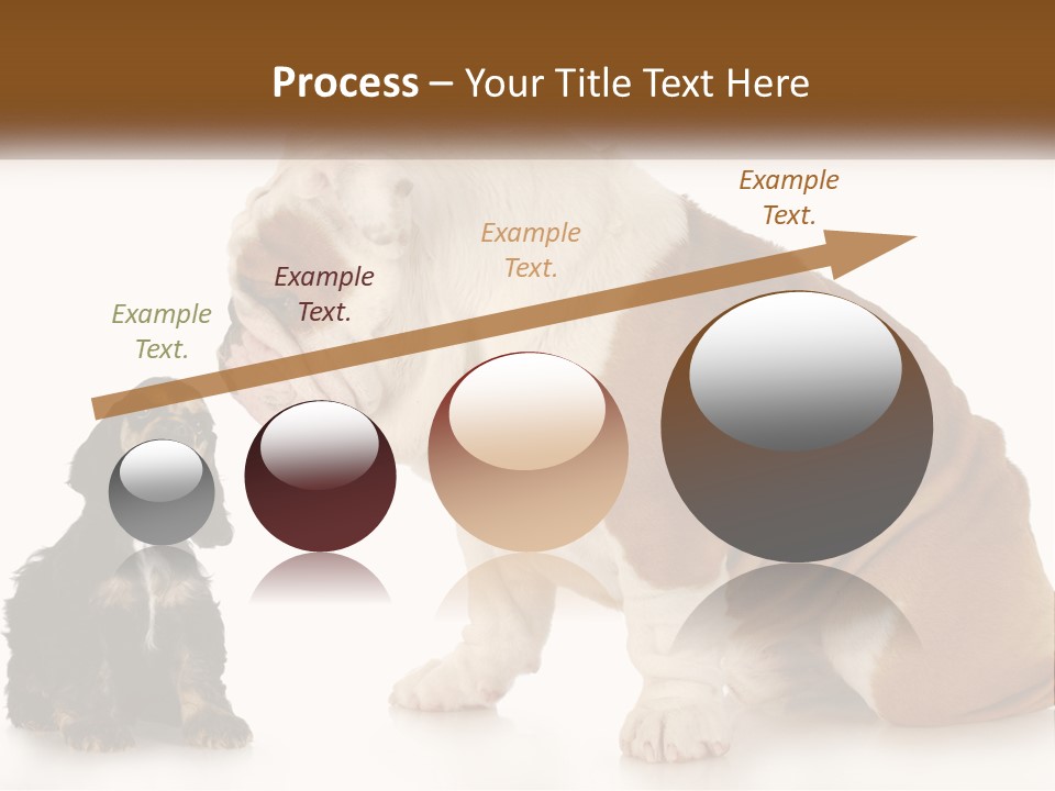 Face English Puppy PowerPoint Template