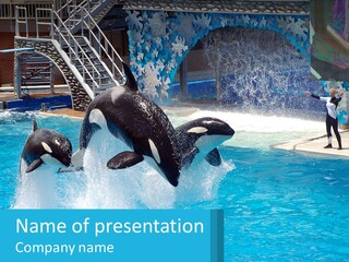 Orca Dolphin Animal PowerPoint Template