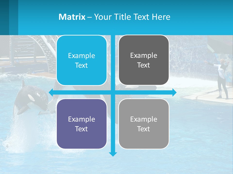 Orca Dolphin Animal PowerPoint Template