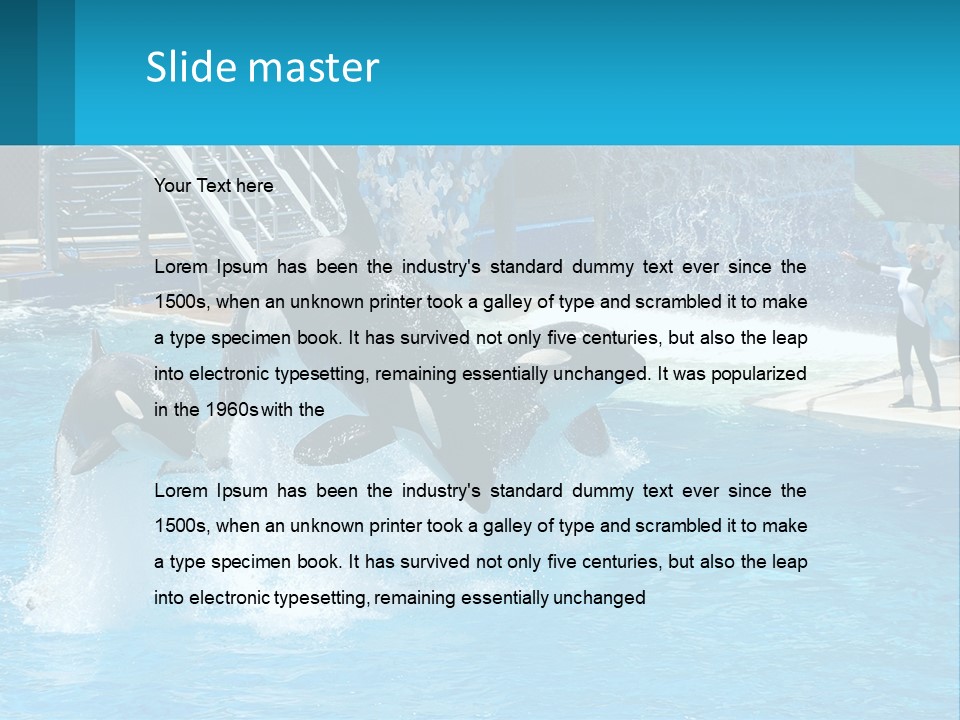 Orca Dolphin Animal PowerPoint Template