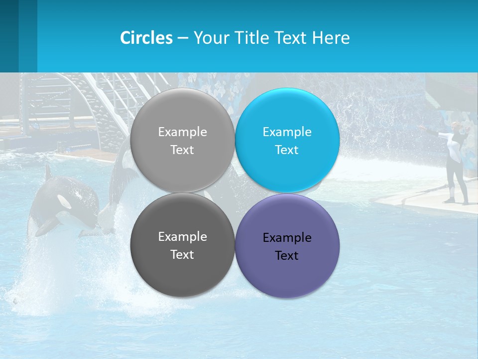 Orca Dolphin Animal PowerPoint Template