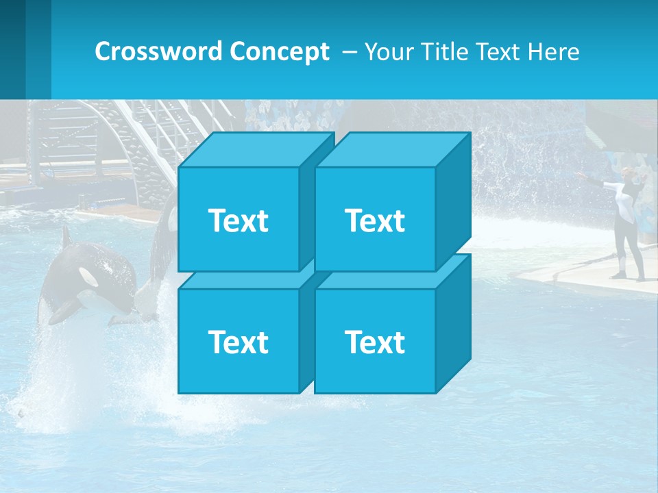 Orca Dolphin Animal PowerPoint Template