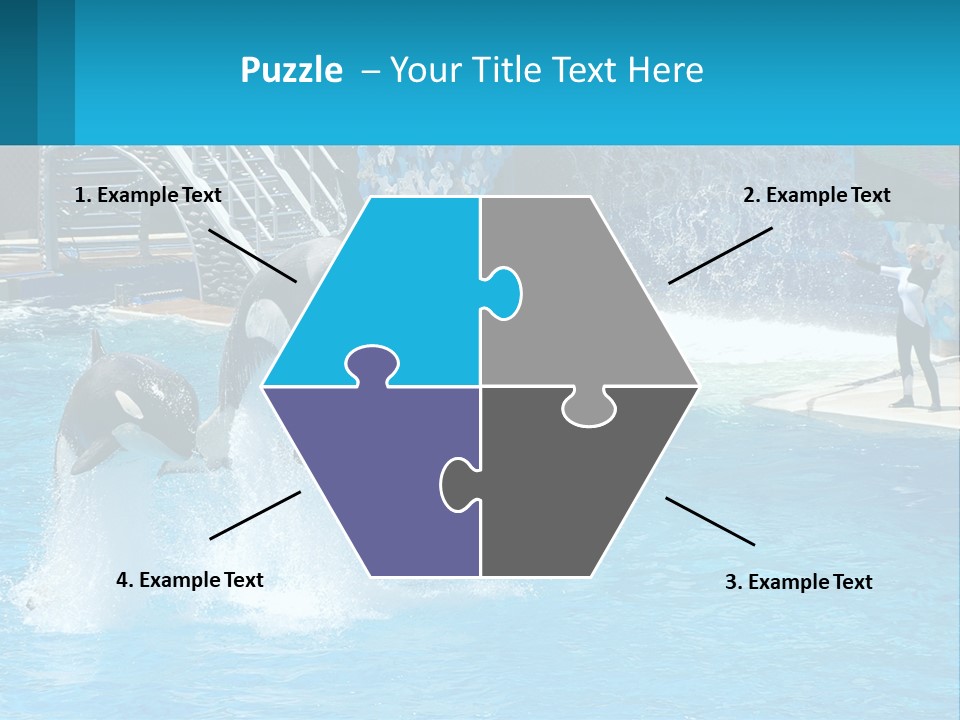 Orca Dolphin Animal PowerPoint Template