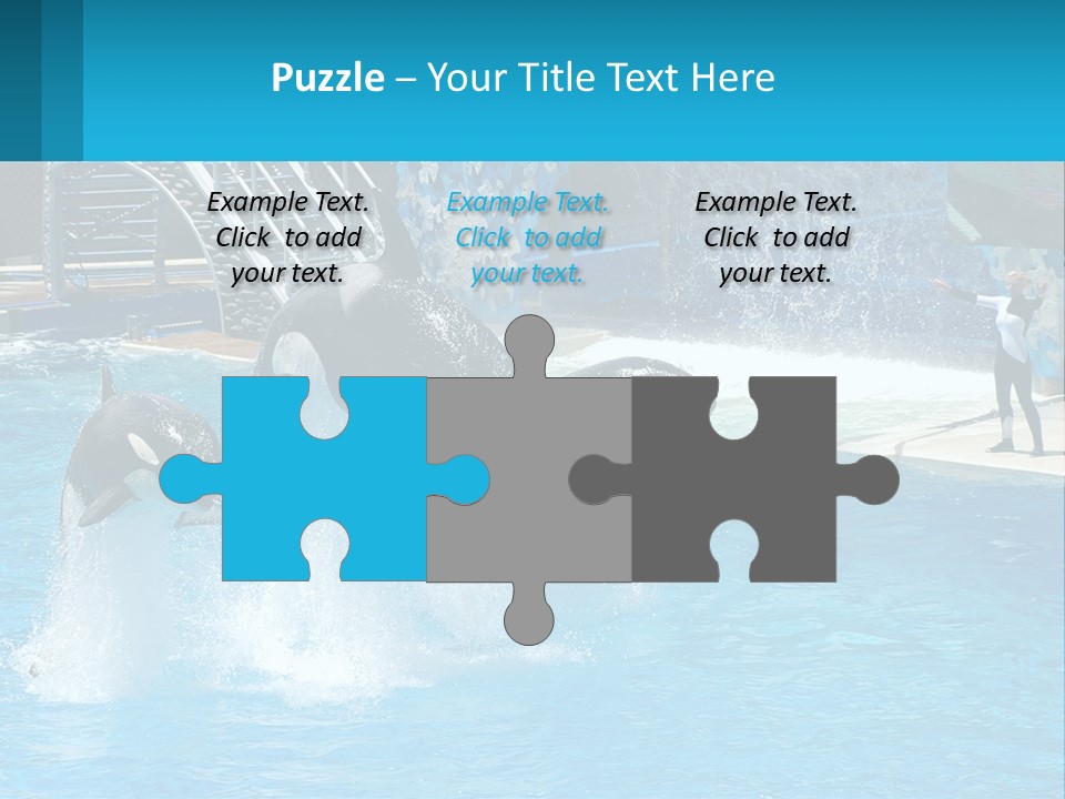 Orca Dolphin Animal PowerPoint Template