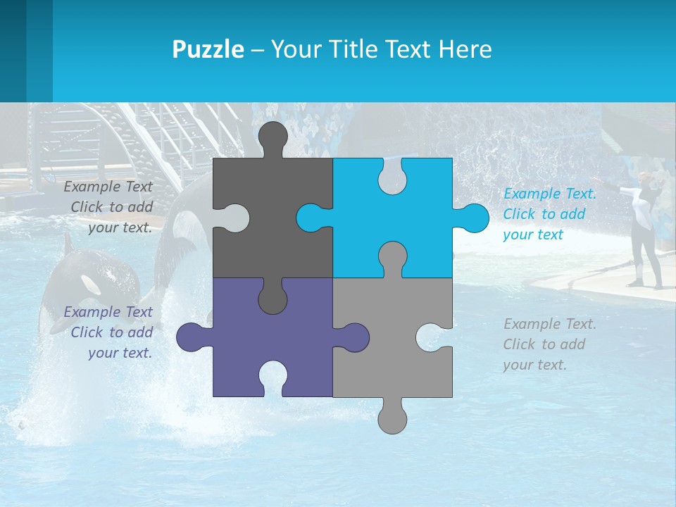 Orca Dolphin Animal PowerPoint Template