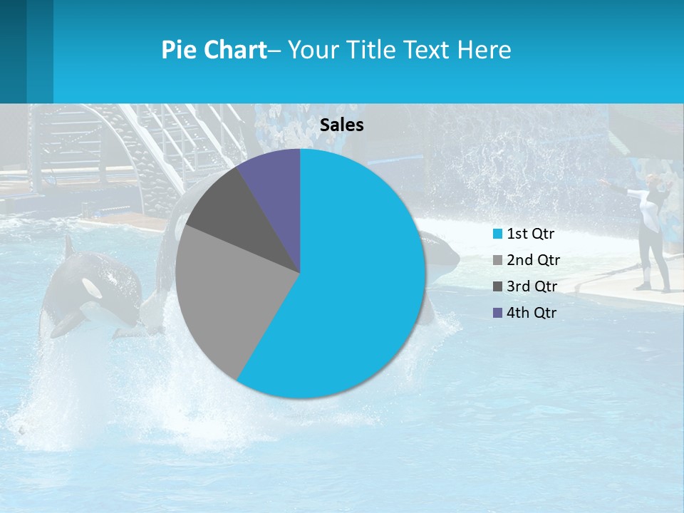 Orca Dolphin Animal PowerPoint Template