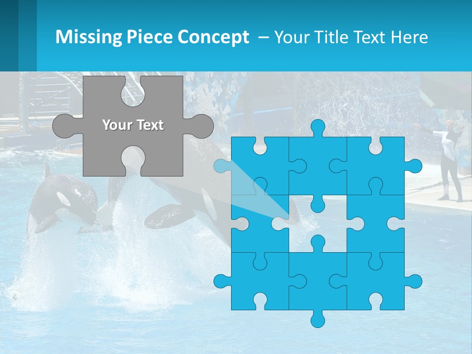 Orca Dolphin Animal PowerPoint Template