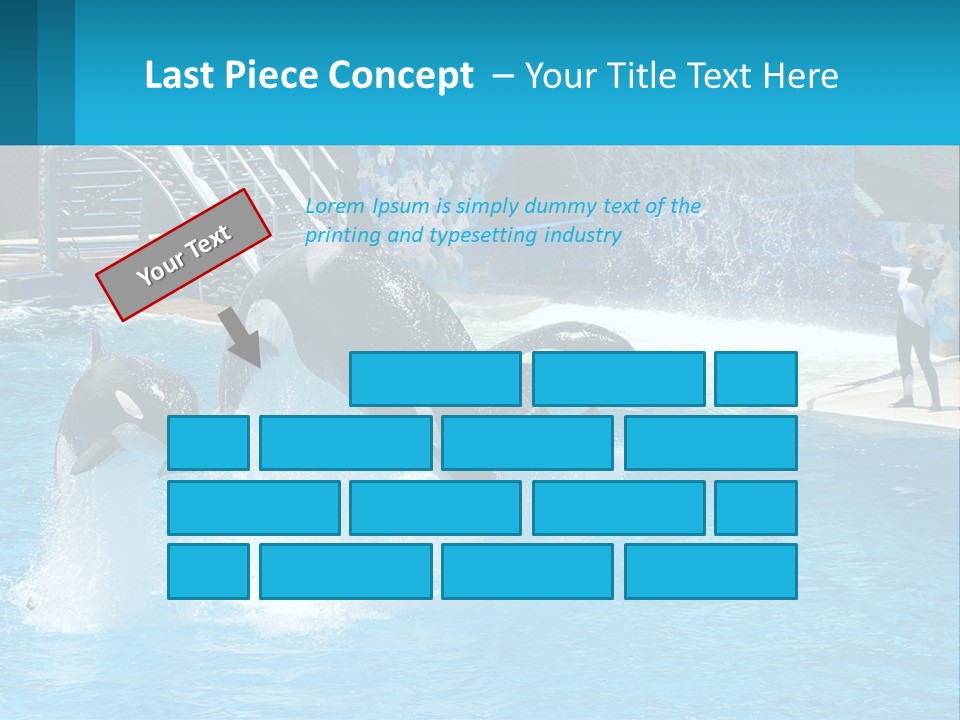 Orca Dolphin Animal PowerPoint Template