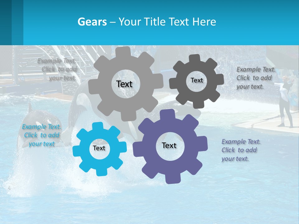 Orca Dolphin Animal PowerPoint Template