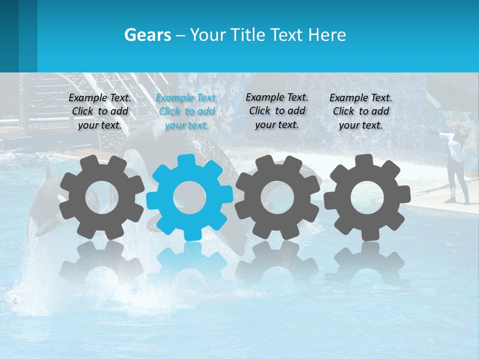 Orca Dolphin Animal PowerPoint Template