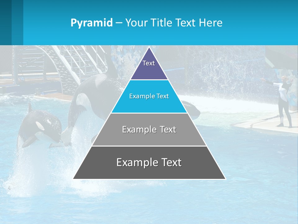 Orca Dolphin Animal PowerPoint Template