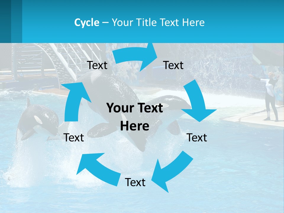 Orca Dolphin Animal PowerPoint Template