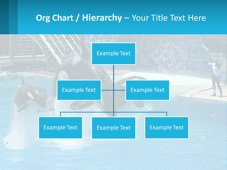 Orca Dolphin Animal PowerPoint Template