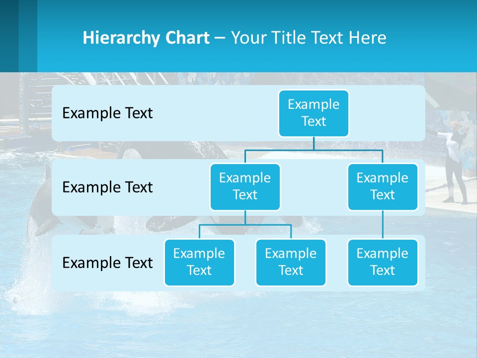 Orca Dolphin Animal PowerPoint Template