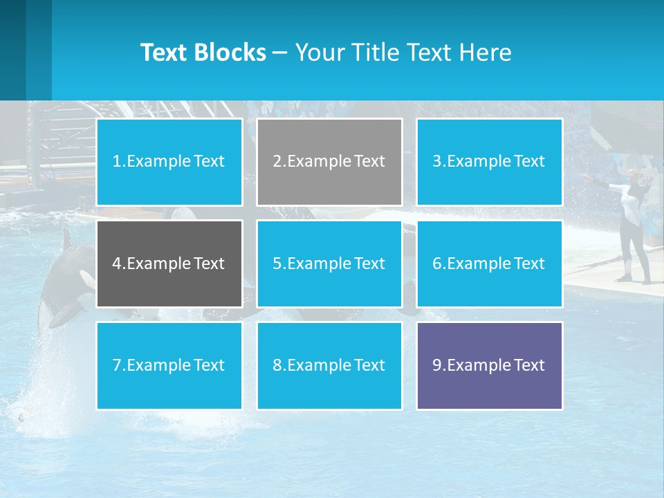 Orca Dolphin Animal PowerPoint Template